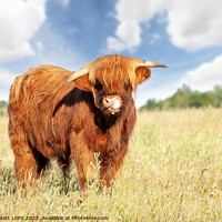 Buy canvas prints of Cute highland cow licking his nose by Simon Bratt LRPS