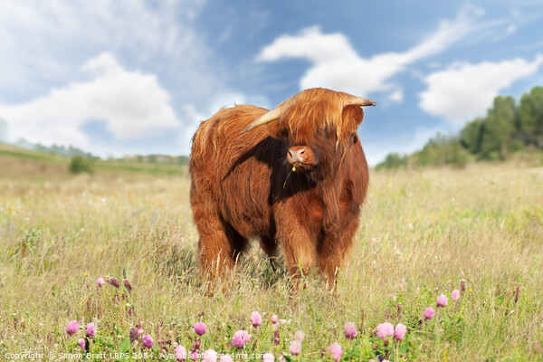 Cute highland cow with buttercup in mouth Picture Board by Simon Bratt LRPS
