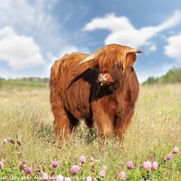 Buy canvas prints of Cute highland cow with buttercup in mouth by Simon Bratt LRPS
