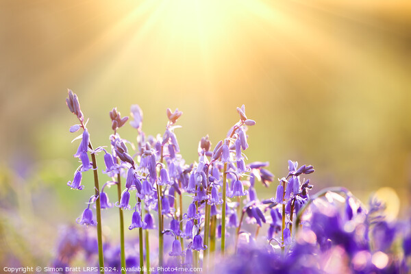 Fresh bluebells close up with dawn sunrise  Picture Board by Simon Bratt LRPS