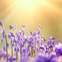 Buy canvas prints of Fresh bluebells close up with dawn sunrise  by Simon Bratt LRPS