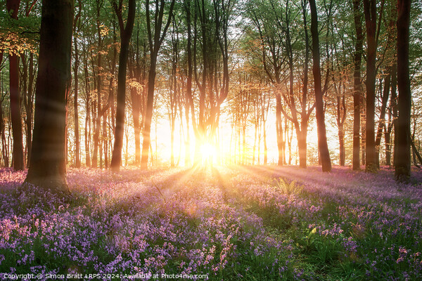 Amazing sunrise through bluebell forest trees in Hampshire England Picture Board by Simon Bratt LRPS