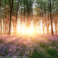 Buy canvas prints of Amazing sunrise through bluebell forest trees in Hampshire England by Simon Bratt LRPS