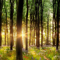 Buy canvas prints of Beautiful wild flower woodland path with dawn sunrise UK by Simon Bratt LRPS