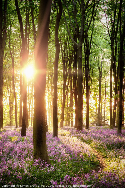 Beautiful bluebell woodland path with dawn sunrise in Hampshire  Picture Board by Simon Bratt LRPS