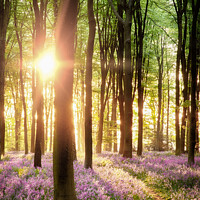 Buy canvas prints of Beautiful bluebell woodland path with dawn sunrise in Hampshire  by Simon Bratt LRPS