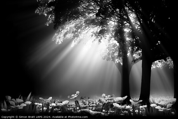 Stunning light through trees at night with spring  Picture Board by Simon Bratt LRPS
