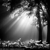 Buy canvas prints of Stunning light through trees at night with spring  by Simon Bratt LRPS