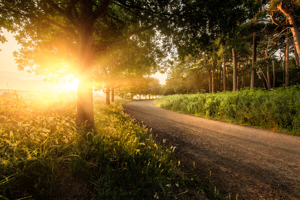 Beautiful country lane sunrise with trees in Norfo Picture Board by Simon Bratt LRPS