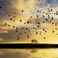 Buy canvas prints of Sunrise with flock of birds by Simon Bratt LRPS