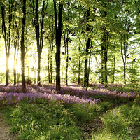 Buy canvas prints of Birds flying though bluebell wood by Simon Bratt LRPS