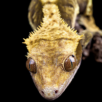 Buy canvas prints of Reptile close up on black by Simon Bratt LRPS