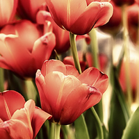Buy canvas prints of Tulips in artistic pastel colors by Simon Bratt LRPS