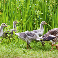 Buy canvas prints of Mother goose leading goslings in the wild by Simon Bratt LRPS