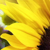 Buy canvas prints of Sunflower closeup in landscape with sunshine by Simon Bratt LRPS