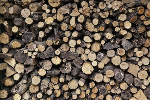 Big pile of sawn logs Picture Board by Simon Bratt LRPS