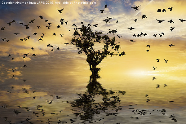 Single tree sunrise and birds Picture Board by Simon Bratt LRPS