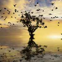 Buy canvas prints of Single tree sunrise and birds by Simon Bratt LRPS