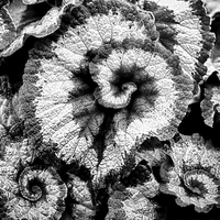 Buy canvas prints of Begonia leaves in black and white by Simon Bratt LRPS