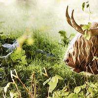 Buy canvas prints of Highland cow laying down by Simon Bratt LRPS