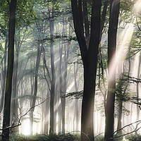 Buy canvas prints of Deep forest morning light by Simon Bratt LRPS