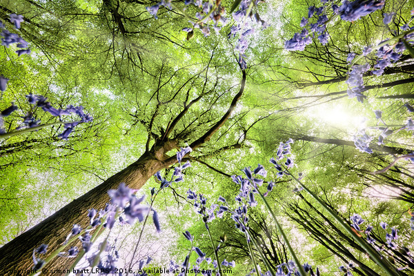 Bluebell forest from worms eye view Picture Board by Simon Bratt LRPS