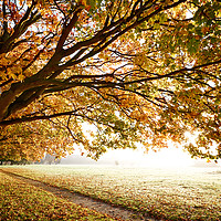 Buy canvas prints of Autumn Fall in morning light by Simon Bratt LRPS
