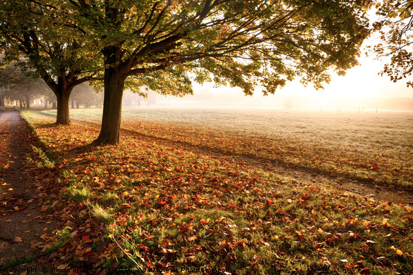 Amazing autumn leaves fallen at sunrise Picture Board by Simon Bratt LRPS