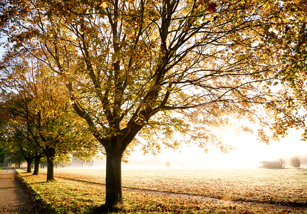 Autumn trees with glorious sunrise Picture Board by Simon Bratt LRPS