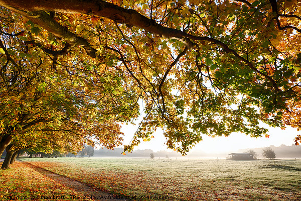 Autumn scene with overhanging trees Picture Board by Simon Bratt LRPS