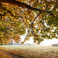Buy canvas prints of Autumn scene with overhanging trees by Simon Bratt LRPS