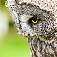 Buy canvas prints of Great Gray Owl close up by Simon Bratt LRPS