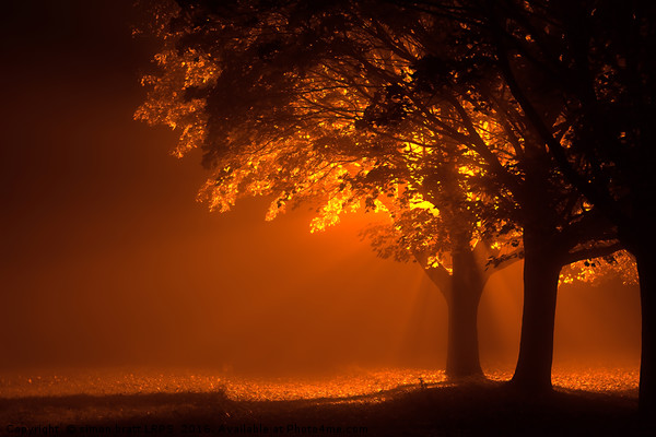 Beautiful trees at night with orange light Picture Board by Simon Bratt LRPS