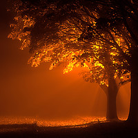 Buy canvas prints of Beautiful trees at night with orange light by Simon Bratt LRPS