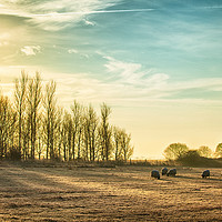 Buy canvas prints of Sheep in a rural sunrise landscape by Simon Bratt LRPS