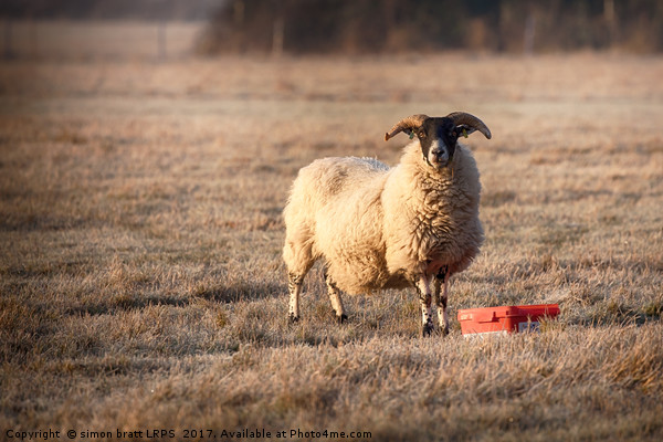 Ram feeding on a frosty morning Picture Board by Simon Bratt LRPS
