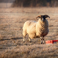 Buy canvas prints of Ram feeding on a frosty morning by Simon Bratt LRPS
