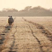 Buy canvas prints of Pregnant sheep walking the track by Simon Bratt LRPS