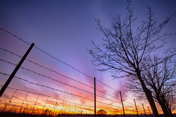 Fiery sunset viewed through barbed fence Picture Board by Simon Bratt LRPS