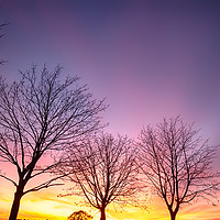Buy canvas prints of Fiery winter sunset with bare trees by Simon Bratt LRPS