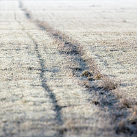 Buy canvas prints of Sheep approaching the frosty track Norfolk  by Simon Bratt LRPS