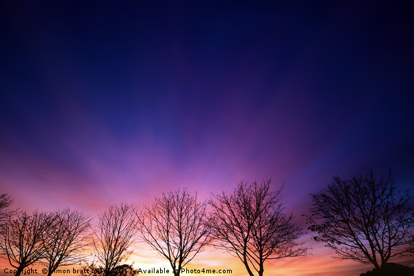 Fiery winter sunset with line of bare trees Picture Board by Simon Bratt LRPS