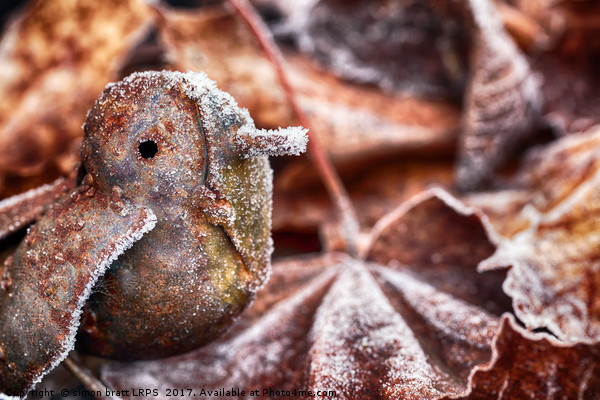 Cute frozen little bird and leaves Picture Board by Simon Bratt LRPS