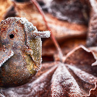 Buy canvas prints of Cute frozen little bird and leaves by Simon Bratt LRPS