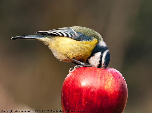 Wild blue tit with beak inside a red apple Picture Board by Simon Bratt LRPS
