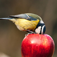 Buy canvas prints of Wild blue tit with beak inside a red apple by Simon Bratt LRPS