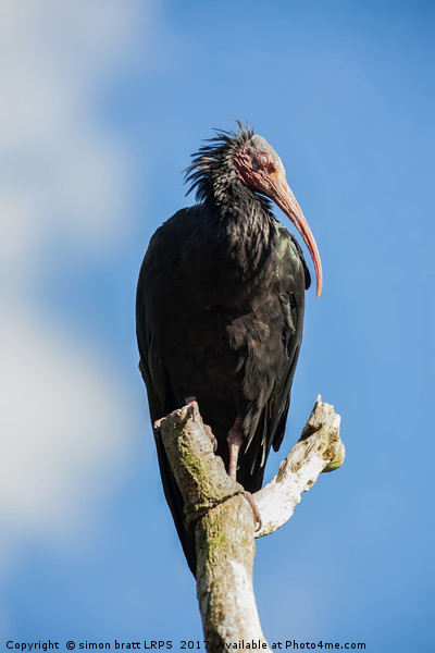 Northern bald Ibis bird Geronticus eremita perched Picture Board by Simon Bratt LRPS