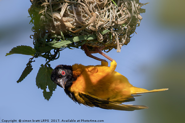 Village weaver (Ploceus cucullatus) bird nest buil Picture Board by Simon Bratt LRPS