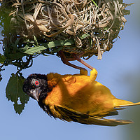 Buy canvas prints of Village weaver (Ploceus cucullatus) bird nest buil by Simon Bratt LRPS