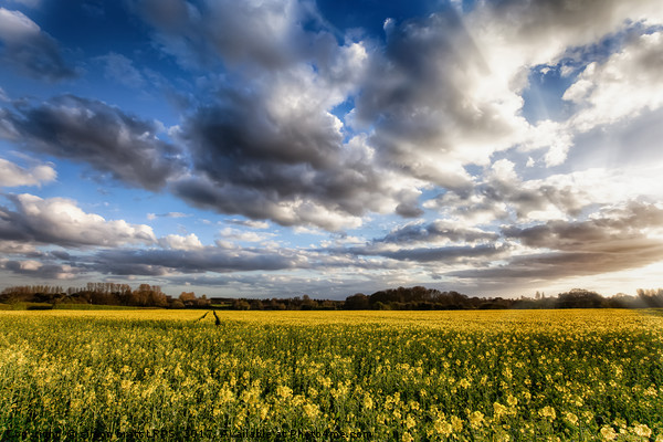 Great Massingham Norfolk rapeseed fields at sunset Picture Board by Simon Bratt LRPS